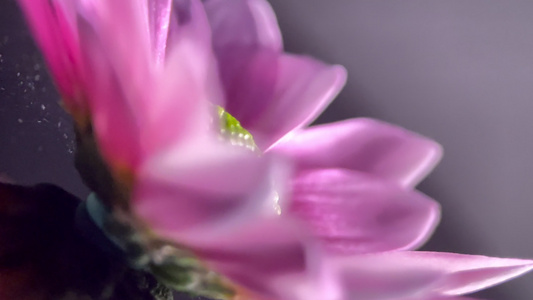 鲜花雏菊非洲菊的花蕊花粉视频