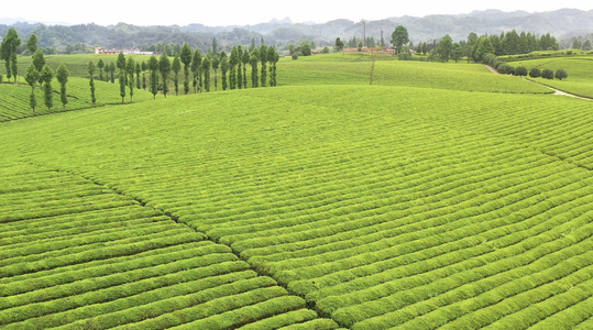 茶园风光贵州湄潭中国茶海视频