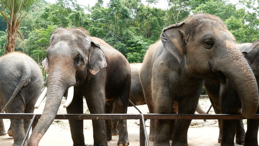 动物园中的一群亚洲大象视频