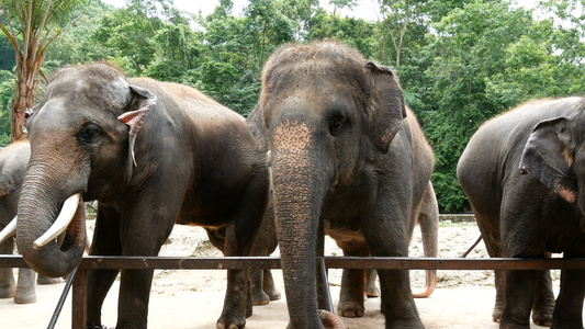 动物园的一群亚洲大象视频