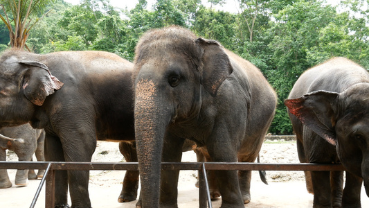 动物园的一群亚洲大象在动物园里视频