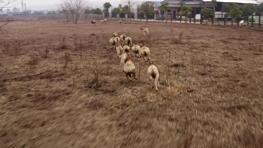 洞庭湖麋鹿野生动物视频