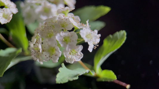 鲜花摄影微距铁线菊视频