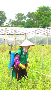 田地里喷洒农业【视频中人物无肖像权，请勿商用】农作物视频