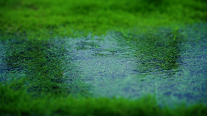 高清初夏春雨雨水雨滴涟漪空镜32秒视频