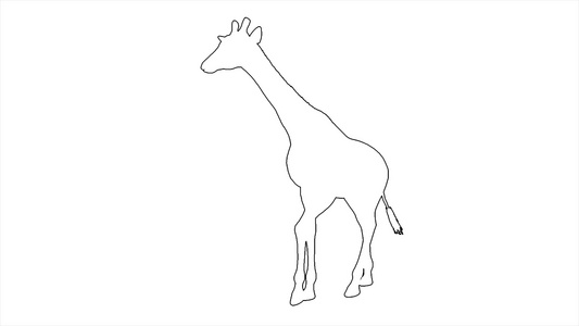 4k 动画长颈鹿在白屏幕上行走视频