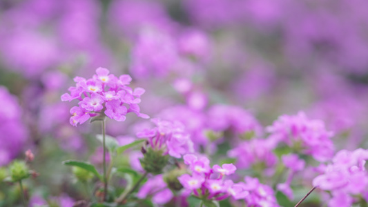 春天粉紫花盛开春光乍泄视频