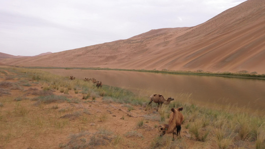 沙漠绿洲骆驼吃草航拍4K视频