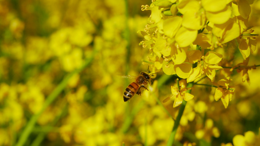 油菜花田中的蜜蜂视频