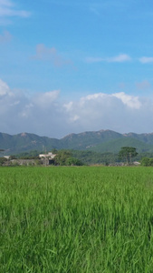 夏季绿油油农田全景风光天空空镜视频