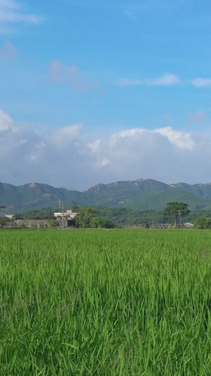 夏季绿油油农田全景风光天空空镜21秒视频