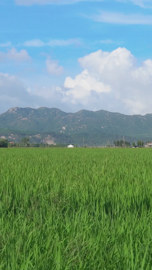 夏季绿油油农田全景风光天空空镜21秒视频