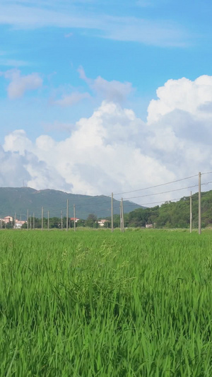 夏季绿油油农田全景风光天空空镜21秒视频