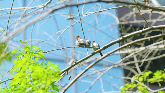 4k实拍唯美春日枝头上的小鸟空镜头视频