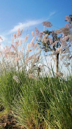 女性背景风吹花16秒视频