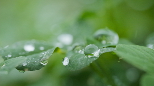 下雨4K实拍慢镜头升格视频