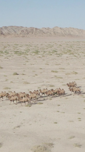 戈壁骆驼群49秒视频