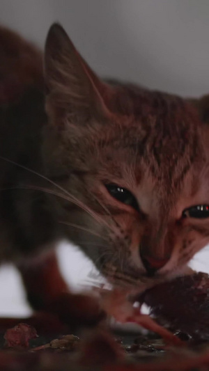 流浪猫喂食小猫吃鱼国际猫咪日105秒视频