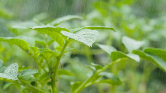 下雨4K实拍慢镜头升格视频