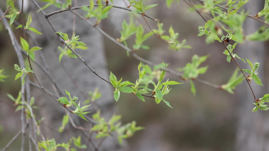 绿色枝芽上的瓢虫爬行变焦视频