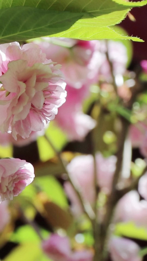 粉色浪漫樱花实拍视频素材樱花节44秒视频