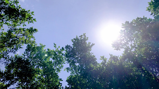 夏日阳光下的大树视频