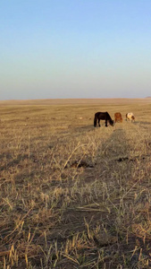 拍摄马儿在夕阳中的草原悠闲的吃草内蒙古视频