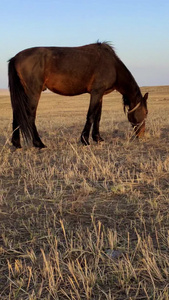 拍摄马儿在夕阳中的草原悠闲的吃草内蒙古视频
