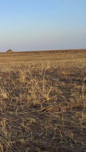 拍摄马儿在夕阳中的草原悠闲的吃草内蒙古69秒视频