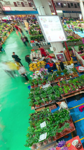 昆明斗南鲜花交易市场昆明地标视频