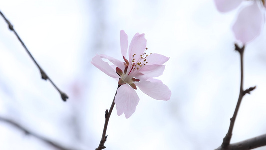 粉色花朵小花樱花开放视频