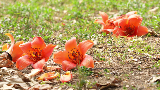 地上掉落的木棉花实拍视频