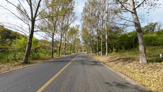 秋天森林道路开车自驾游森林公路大自然视频