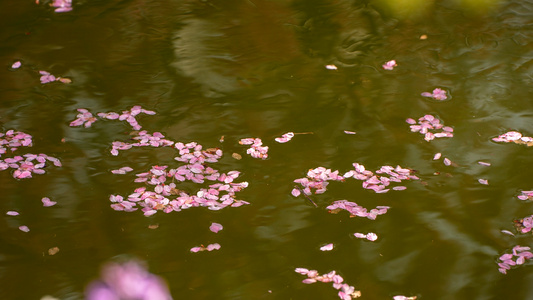 樱花视频