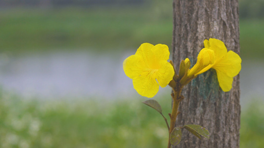 春暖花开黄金风铃花视频