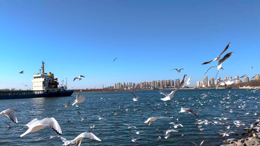 天津滨海新区老码头成群的海鸥视频