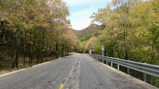 秋天森林道路开车自驾游森林公路大自然视频