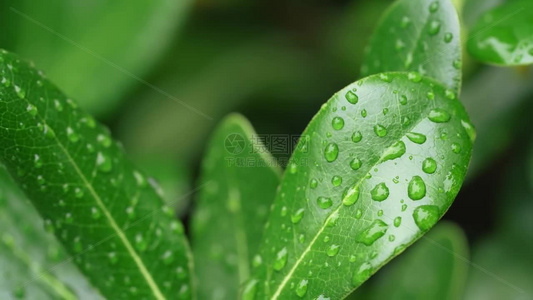 下雨天视频