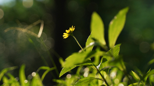 阳光 夏天 植物花卉阳光逆光思念空镜视频