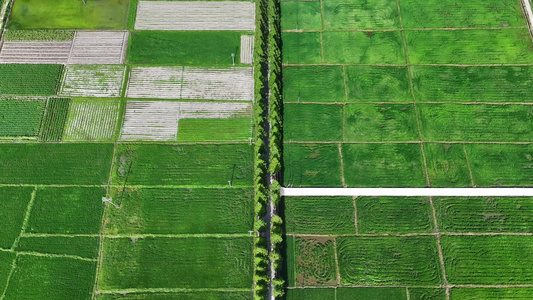 航拍水稻田种植规则的水稻种植五常大米视频