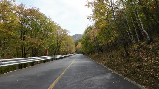 秋天森林道路开车自驾游森林公路大自然视频