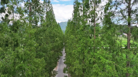 航拍水稻田种植规则的水稻种植五常大米视频