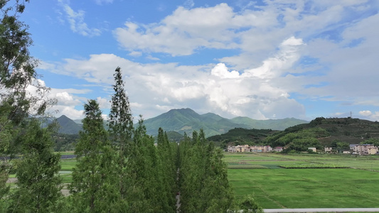 航拍水稻田种植规则的水稻种植五常大米视频