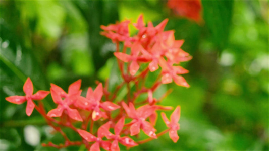 仙人掌红色的小花植物在雨水中湿透了。美丽的室内植物。花卉背景设计视频片段。带有雨雷声效果的雨天季风季节。自然之视频