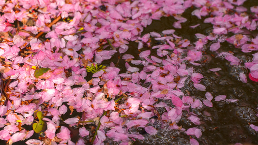 樱花视频