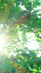 唯美逆光空境盛夏日光屋檐上的大树三伏天视频