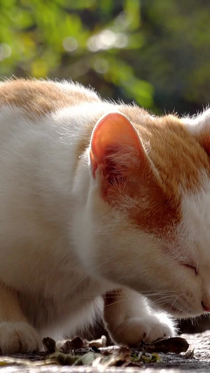 正在进食的小猫视频流浪猫20秒视频