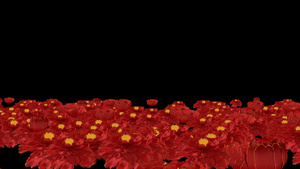4k红色花朵盛开推进14秒视频