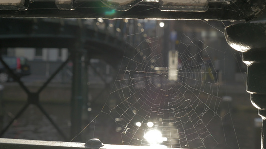 透过蜘蛛网观察整个城市视频
