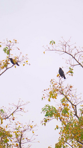 实拍秋天停留在树枝上的乌鸦万里悲秋视频